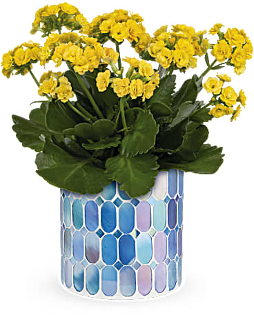 Teleflora's Sunny Kalanchoe Plant