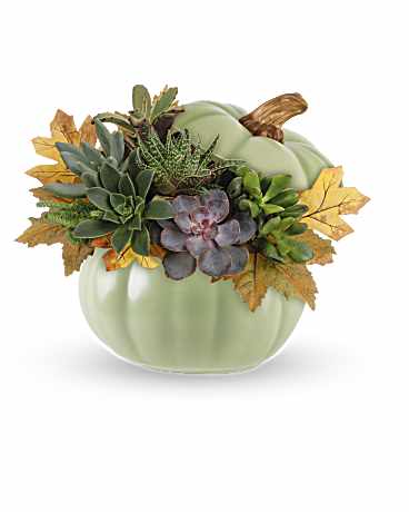 Teleflora's Sage Pumpkin Succulent Garden Plant