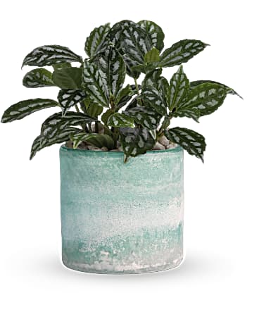 Teleflora's Seaside Mist Plant  Plant