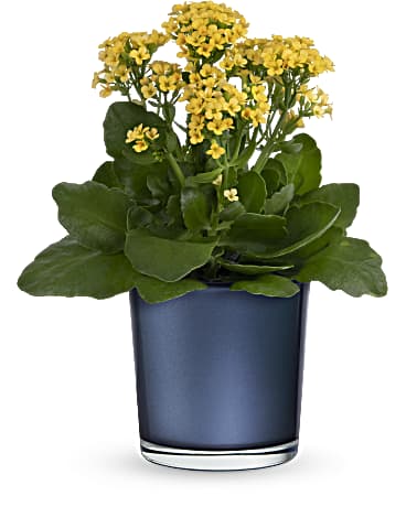 Teleflora's Golden Morning Plant  Plant