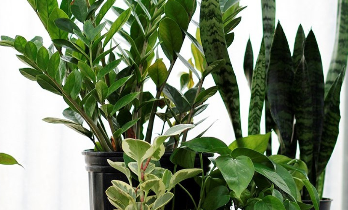 Low Light Plants from Dallas florist Dr Delphinium