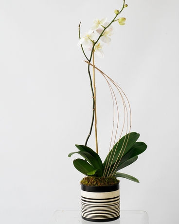 NAZCA Phalaenopsis Orchid // Single Plant