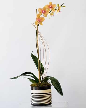 NAZCA Phalaenopsis Orchid // Single Plant