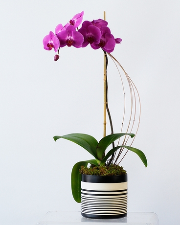 Amethyst size,  inches height and  inches wide.