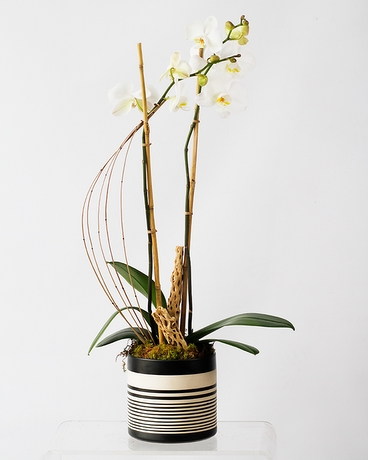 NAZCA Phalaenopsis Orchid // Double Plant