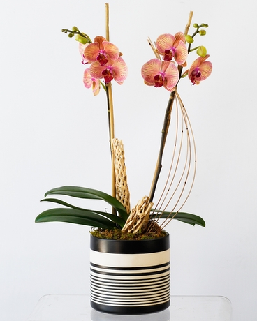 Sunset size,  inches height and  inches wide.