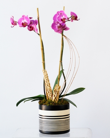 NAZCA Phalaenopsis Orchid // Double Plant