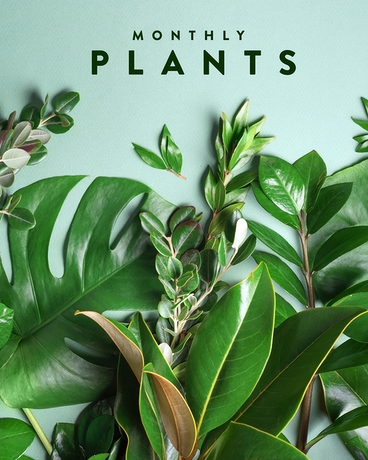 PLANT OF THE MONTH // SUBSCRIPTION Flower Arrangement