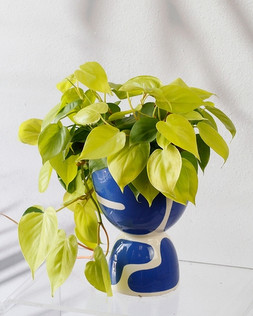 Standard size, 15 inches height and 9 inches wide.