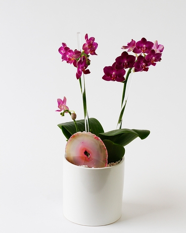 Birthday Babe | Mini Phalaenopsis Orchid Flower Arrangement
