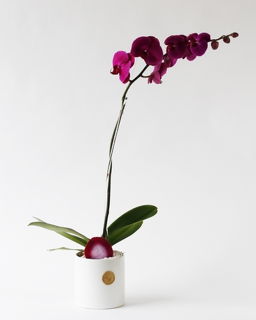 Amethyst Phalaenopsis Orchid size,  inches height and  inches wide.