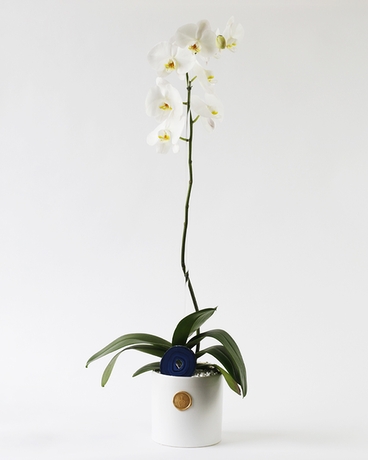 White Phalaenopsis Orchid size,  inches height and  inches wide.