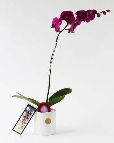 Sweet Thing Orchid Gift Set Plant