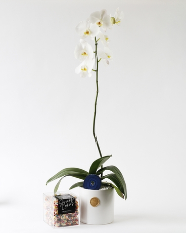 Cookie Crush Orchid Gift Set Plant