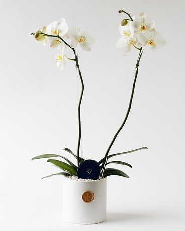 Make a Double Wish | Double Phalaenopsis Orchid Plant