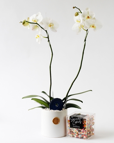 All White Party | Double Phalaenopsis Orchid Set Plant