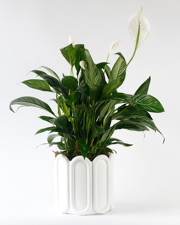 Small (6 inch Plant) // Cane Ceramic size,  inches height and  inches wide.