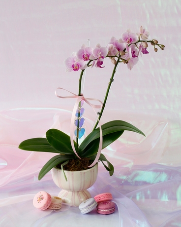 With 5 pc. French Macarons size,  inches height and  inches wide.