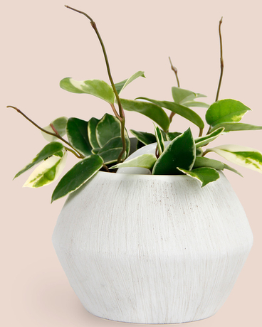 Hoya | In Aspen Pot Flower Arrangement