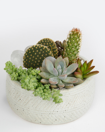 PLUMA // Cacti + Succulent Planter Flower Arrangement