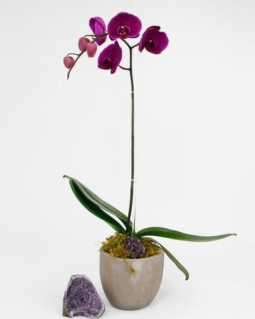Amethyst Phalaenopsis Orchid size,  inches height and  inches wide.