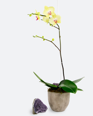 Sunset Phalaenopsis Orchid size,  inches height and  inches wide.