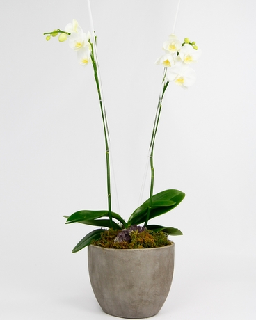 Double White Phalaenopsis Orchid size, 31 inches height and 8 inches wide.