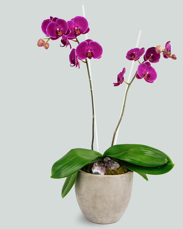Double Amethyst Phalaenopsis Orchid size,  inches height and  inches wide.