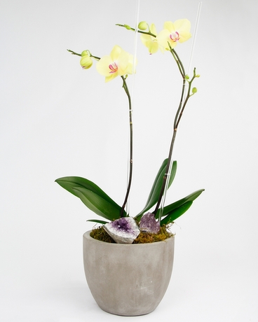 Double Sunset Phalaenopsis Orchid size,  inches height and  inches wide.