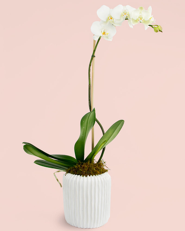 SEYCHELLES Phalaenopsis Orchid // Single Flower Arrangement