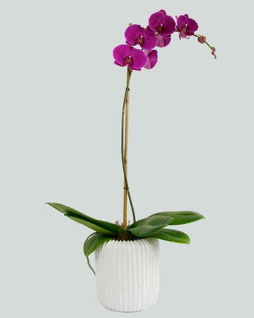 Amethyst size,  inches height and  inches wide.