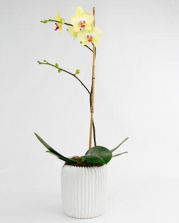 Sunset size,  inches height and  inches wide.