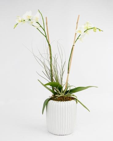 White size,  inches height and  inches wide.