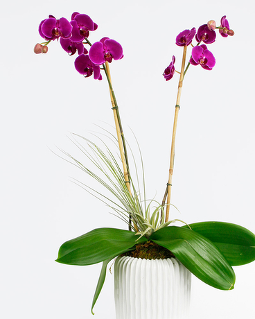 Amethyst size,  inches height and  inches wide.