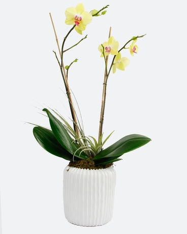 Sunset size,  inches height and  inches wide.