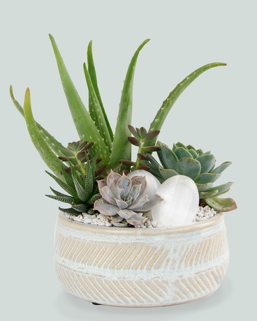 MOONSTONE // Aloe + Succulent Planter Flower Arrangement
