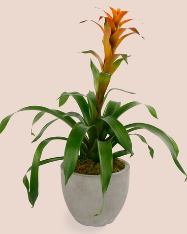 BROMELIAD // Fiery Guzmania Flower Arrangement