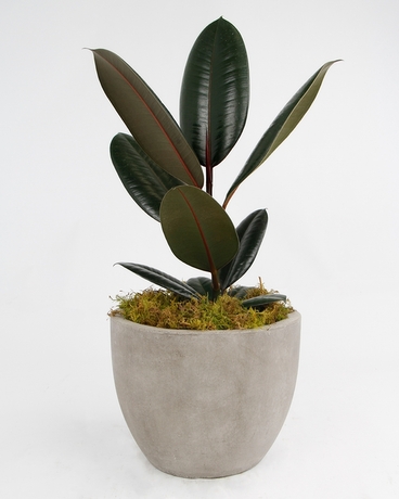 Small (6 inch Plant) | Newport Stone Pot size,  inches height and  inches wide.