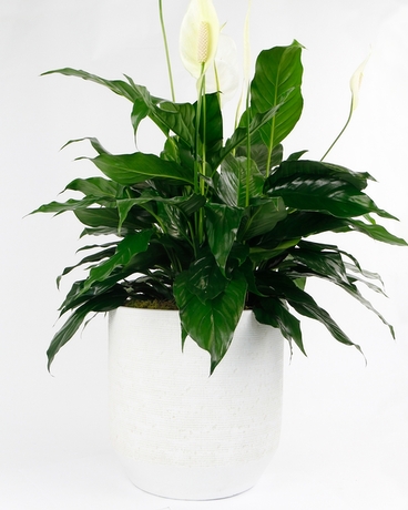 Medium (8 inch Plant) | Handmade White Ceramic size,  inches height and  inches wide.