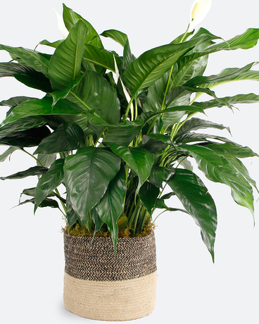 Medium (8 inch Plant) | Two-Tone Jute Basket size,  inches height and  inches wide.