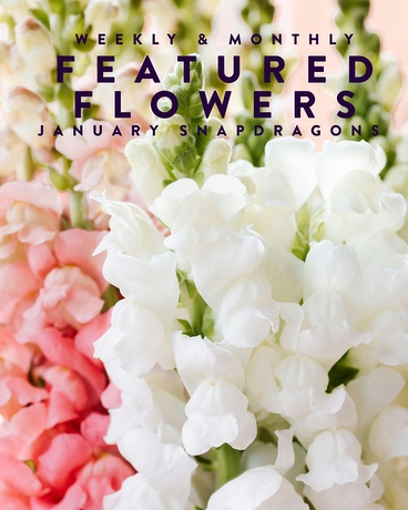 STEM OF THE MONTH // SUBSCRIPTION Flower Arrangement