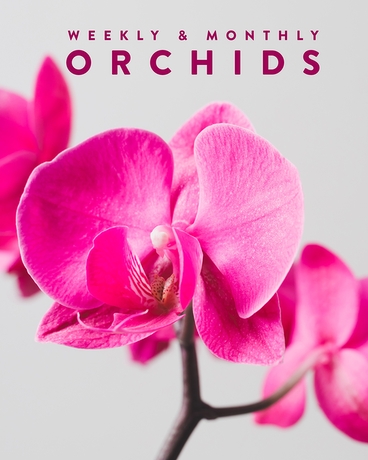 THE ORCHID // SUBSCRIPTION Plant