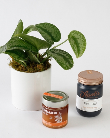 With Apolis Tea Peach Pie Tea size,  inches height and  inches wide.