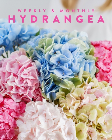 The Hydrangeas // Subscription Flower Arrangement