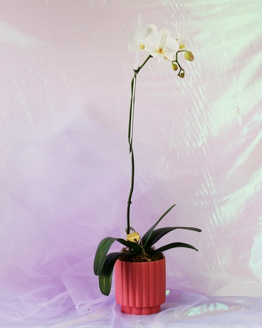 Lock & Key | Single Phalaenopsis Orchid Plant