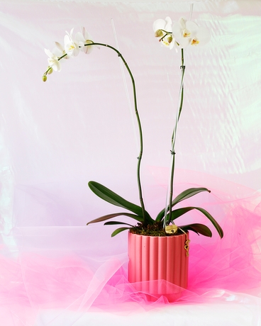 Key to My Heart | Double Phalaenopsis Orchid Plant