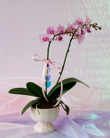 Opaline Heart | Mini Phalaenopsis Orchid Flower Arrangement