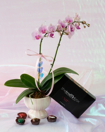 With 12 pc. Chocolate Truffles size,  inches height and  inches wide.