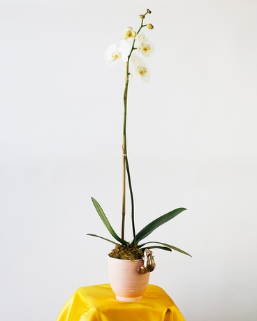 Marshmallow Crème | Single White Orchid Plant