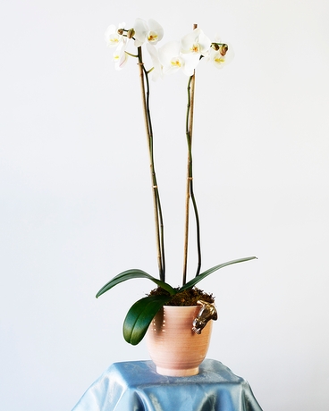 Rose Gold | Double White Orchid Plant